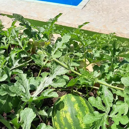 Jelica Apartament Polje (Krk)